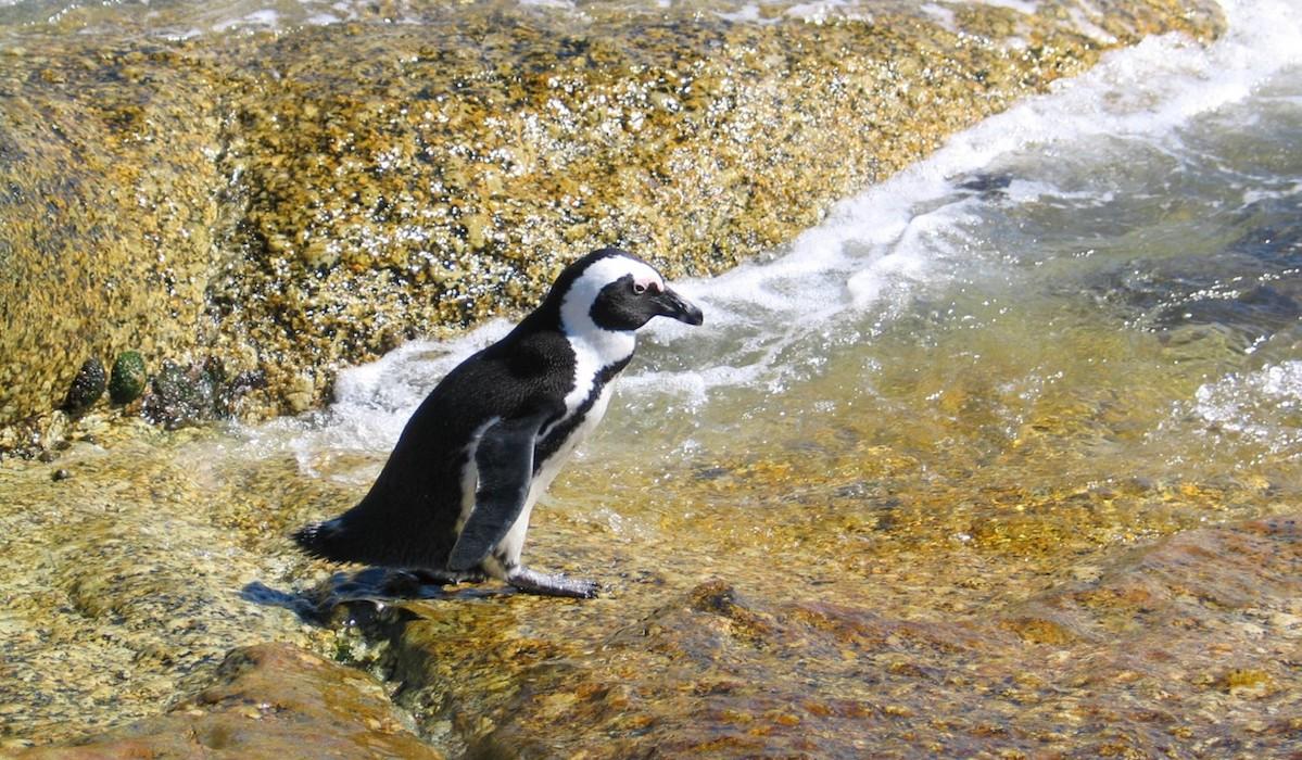 20 января отмечается День осведомленности о пингвинах